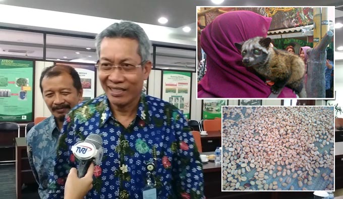 Kopi Luwak Temuan Balitbang Kementan, Manfaatkan Mikroba Probiotik